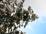 フリー写真素材201「木と雪」