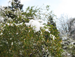 フリー写真素材203「笹の木と雪」