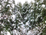 フリー写真素材204「森と雪」