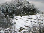 フリー写真素材205「段々畑と雪」