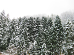 フリー写真素材206「木と雪」