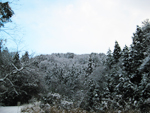 フリー写真素材207「森と雪」