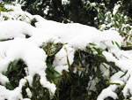 フリー写真素材208「笹の葉と雪」