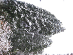 フリー写真素材209「木と雪」