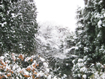 フリー写真素材210「森と雪」