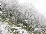 フリー写真素材211「木と雪」